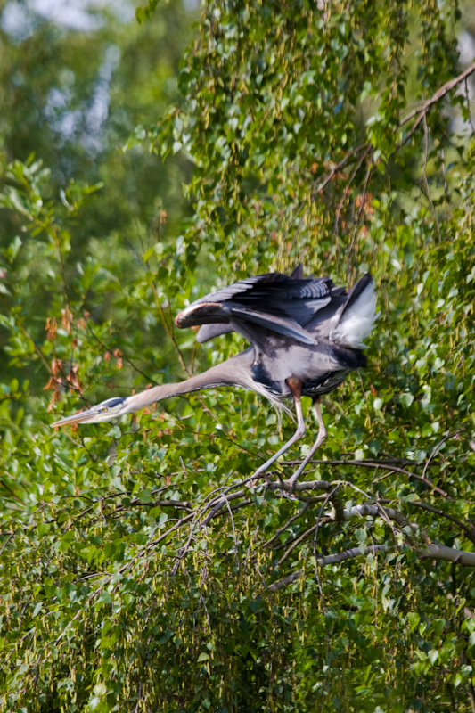 Great Blue Heron